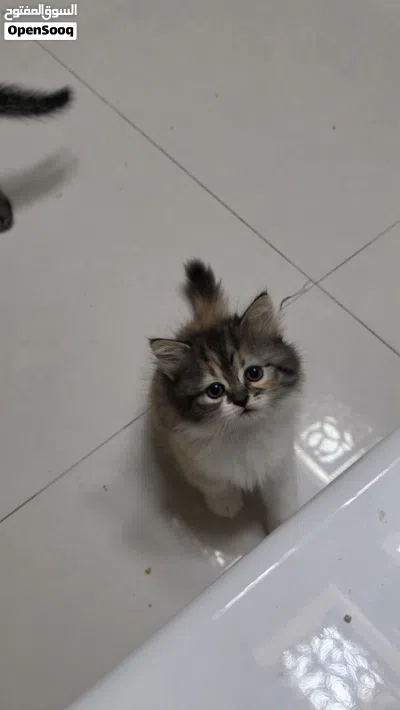 قطط شيرازى انثى للبيع 4