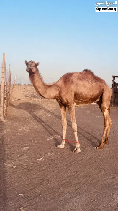 قليصة طيب طبيع 2