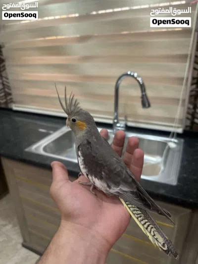 فرخ كوكتيل حبشي أليف العمر ثلاث اشهر 2