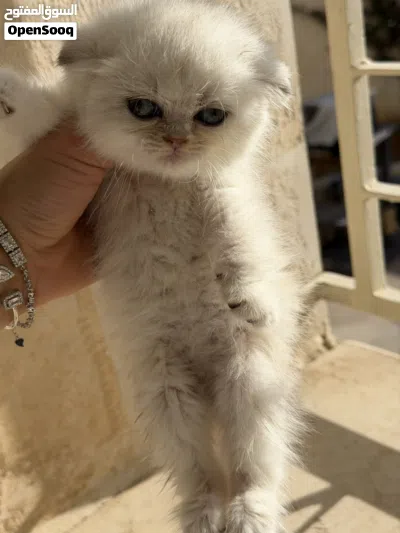 قطط سكوتش فولد وستريت 4