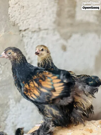 براهما سبرايت درجة اولى 2