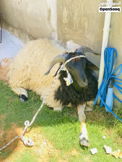 خروف للبيع 2