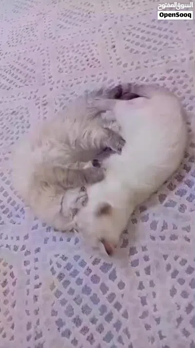 للبيع مكس شيرازي مع سكوتش امورهم طيبه 4