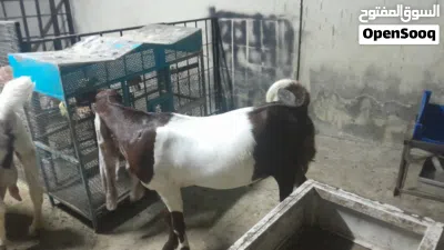 goat for sale 2