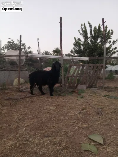 تيس رحبي اصل وكبش عماني اصل 3