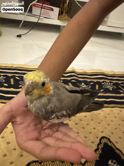 Cockatiel Bird Baby 3