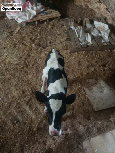 عجله صغيره العمر 4 ايام. غير قابل للتفاوض غير قابل للتفاوض 2