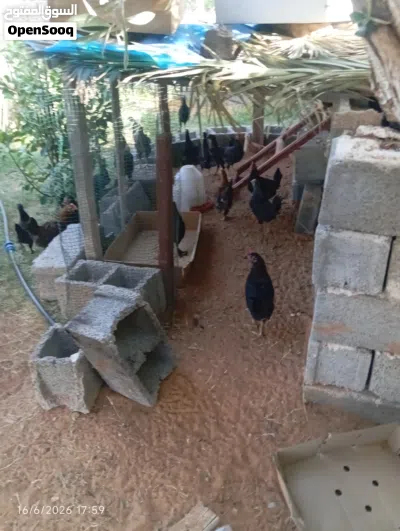 دجآج عربيـے عتآتيـےگ 2