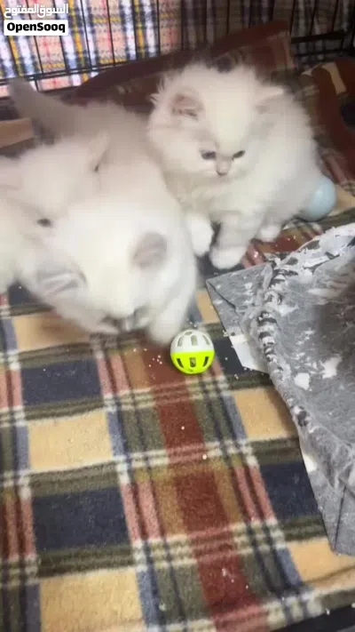 قطط هيمالايا صغيرة .. بعيون زرقاء ساحرة .. 4