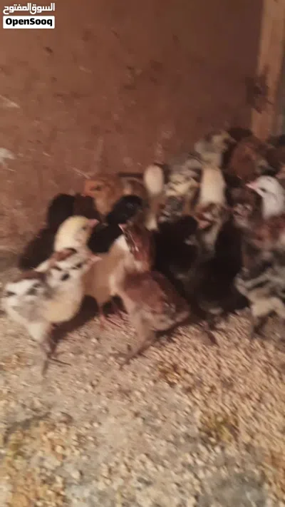 متوفر افراخ دجاج عمر ايام زوج على 2ونص قفل 4