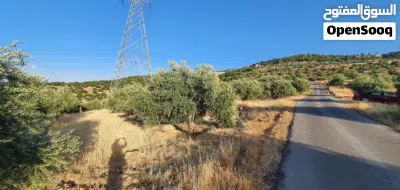 مزرعة غير مقام عليها بناء مزروعة زيتون مطله على جبال جرش و مرتفعه و مطله على الصبيحي . 3