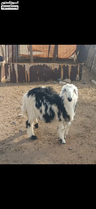 كبش نجدي العمر 8 شهور 2