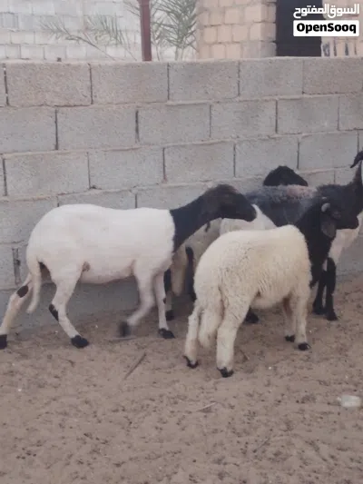 بسم الله ما شاء الله زوج حوليات والدات حولي وحوليه تحت منهن حولي وحوليه رويانات من الحليب 3