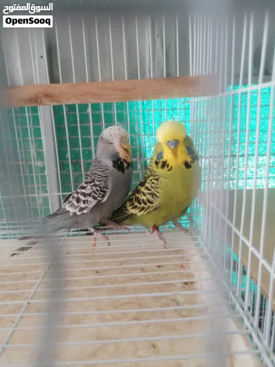 يتوفر بادجي انجليزي مجموعه ازواج منتجه 4