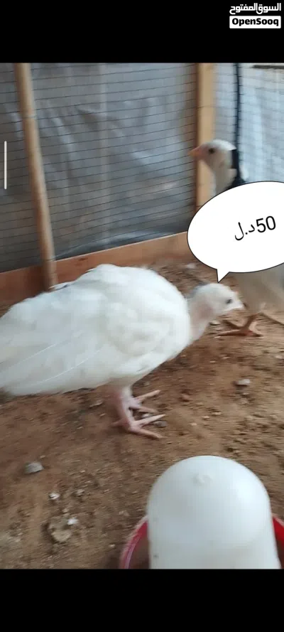 undefined 2