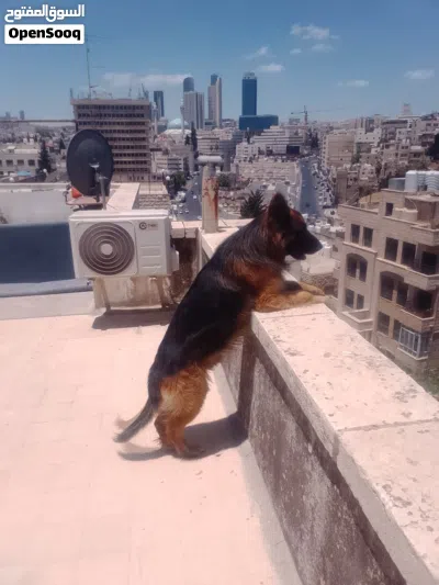 كلب جيرمن شيبرد بيور ، لونق هير ، كينج سايز 2