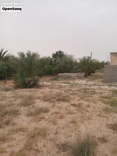 السلام عليكم ورحمة الله بارك عندي مزرعة اللبيع 2