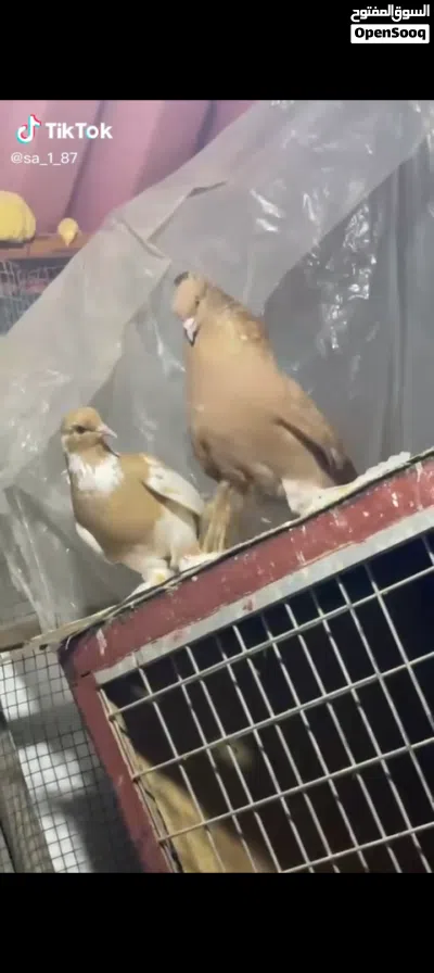كوبيا شقلاب 4