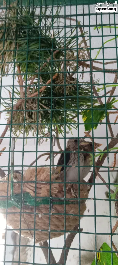 متااح فولير زريعة شرقاوية مشاء الله 2