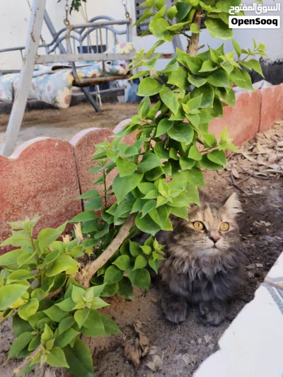 مطلوب قط للتزاوج 4