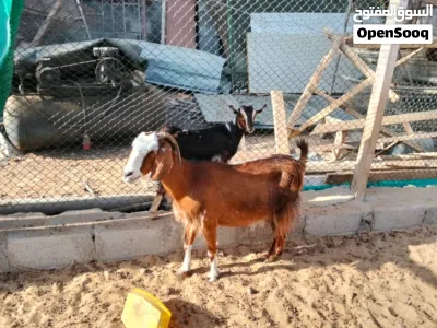 Goats sale Sharjah al zubair 3