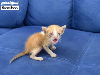 قطط رضيعة جميلة للتبني Beautiful baby kittens for adoption 3