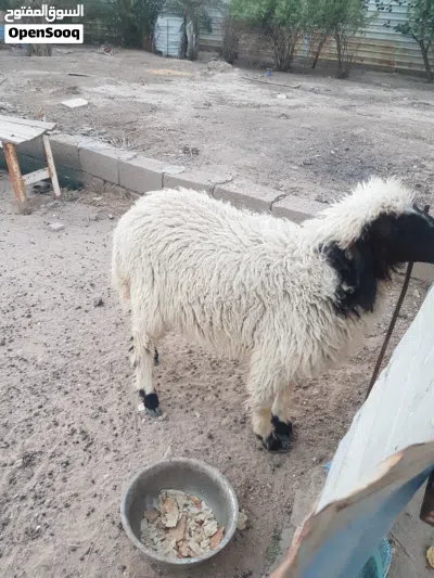 نعجه للبيع 2