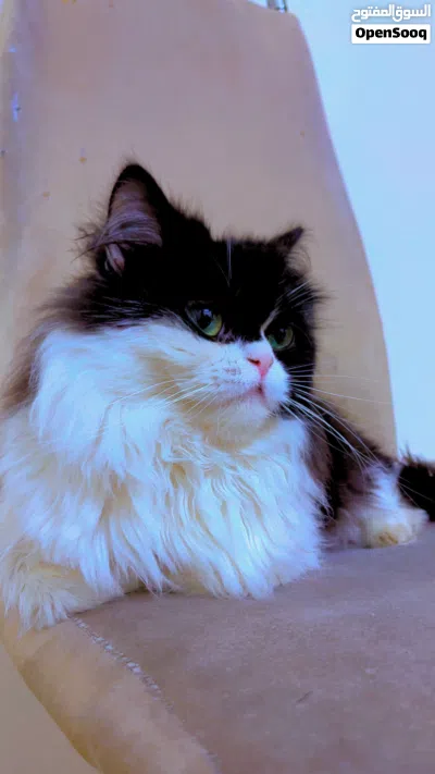 Persian going for cheap price 4