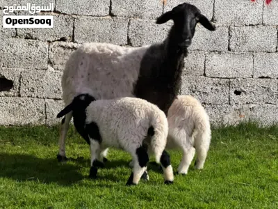 نعجة متاومة ربي يبارك 3