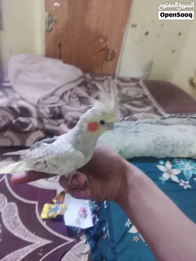 طير كوكتيل أليف 2