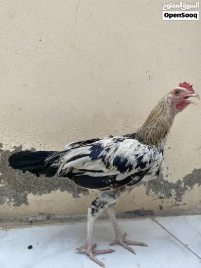 ديك باكستاني 2