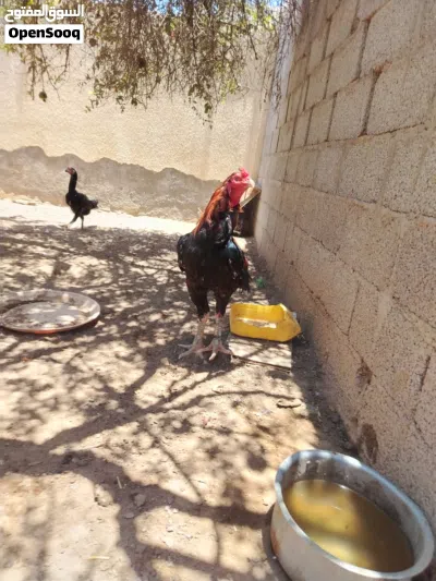 ديك باكستاني أموره طيبه وبصحة ممتاره 3