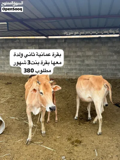 ابقار عمانية للبيع 3