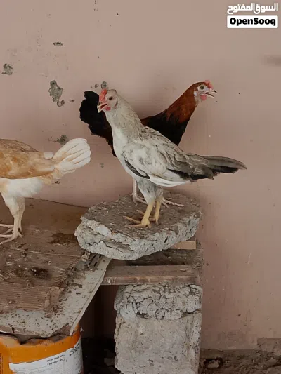 دجاج شوف الوصف 3