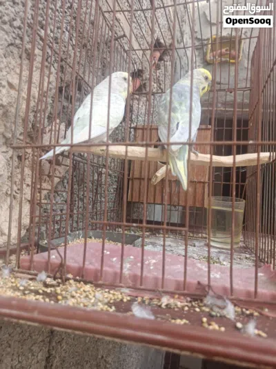 ريمبو للبيع 2