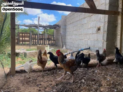 3فرريج و 5دجاج للبيع 2