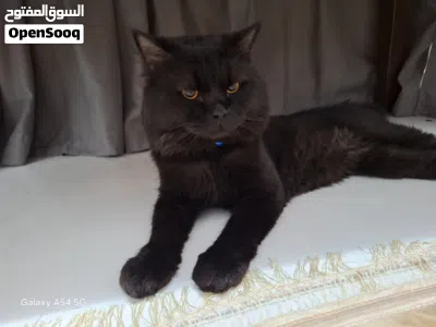 قط ميكس شيرازي تركي 2