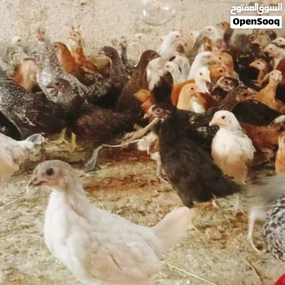 للبيع دجاج عماني محلي ع 700بيسه يوجد خدمة للذبح 4