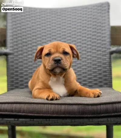 Staffordshire Bull Terrier Puppy for sale 3