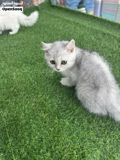 قطط شيرازي بكي فيس بيو عمر شهرين 3