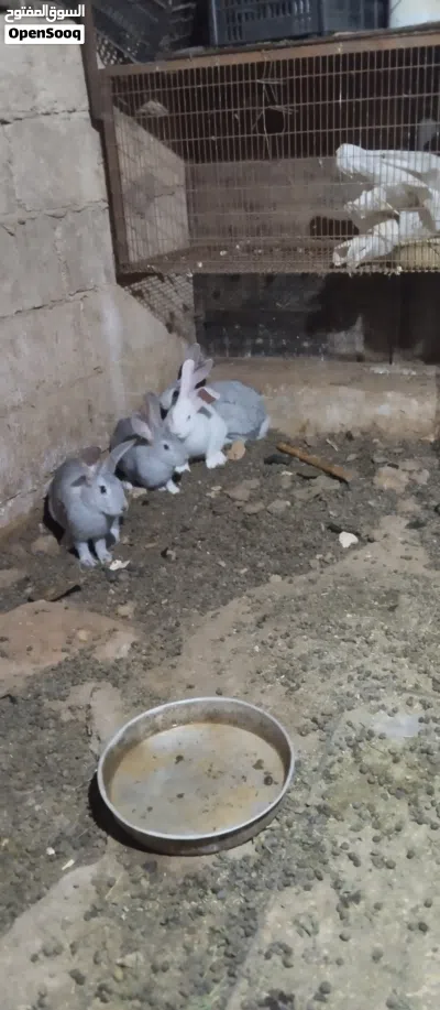 متاح ارانب ذكوره للبيع 2