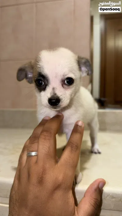 جراء شيواوا أنثى قابل للتفاوض Female Chihuahua Negotiable 3