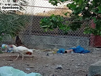 دجاج البيع لو البدل زوج اببص 3