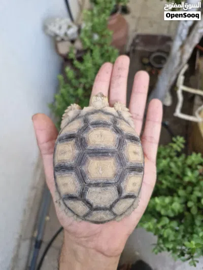 سلحفاه سولكاتا Sulcata Turtle 2