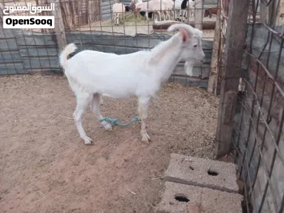 جدي فرنساوي سن تانيه 4