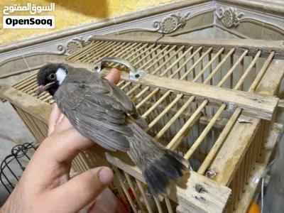 بلبل أليف عمر شهر ونص مخلف جاي يصبغ راسه مال ابو الخصيب اقره الوصف 2