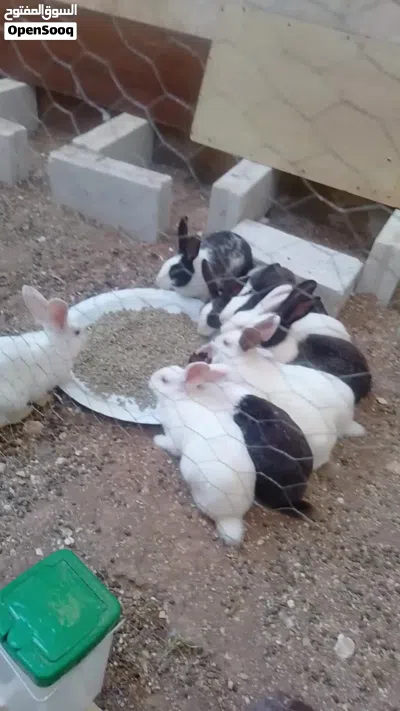 اناثي بلدي عدد 9 2