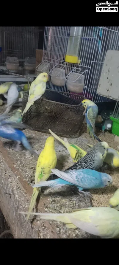 طيور بادجي .بقلينو حضيره 4