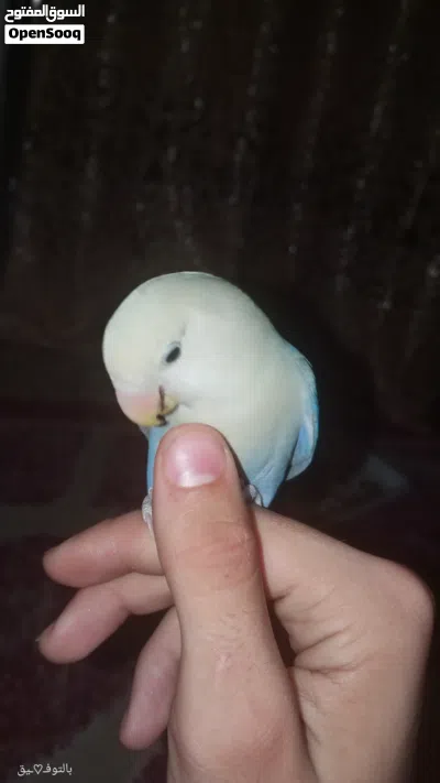 شوف الوصف عصفور روز فرخ مفطوم جديد اليف 2