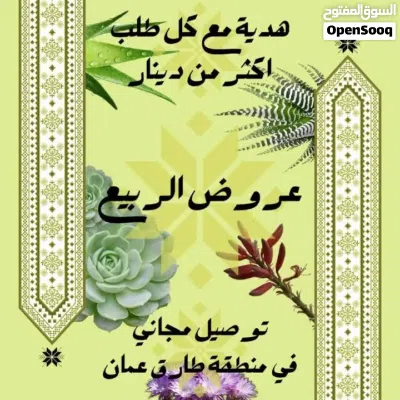 شتلة الألوفيرا (كبير 33cm) 3